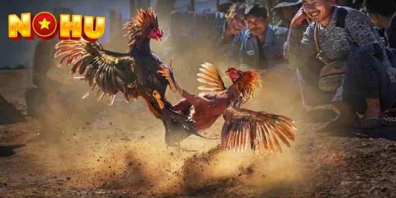 Đá gà tại NOHU có những điểm gì hấp dẫn người chơi?
